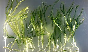 Caulerpa taxifolia