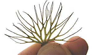 Zartes Hornblatt (Ceratophyllum submersum)