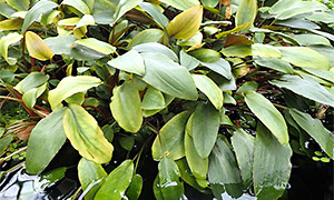 Becketts Wasserkelch (Cryptocoryne beckettii)