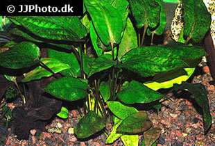 Herzblättriger Wasserkelch (Cryptocoryne cordata)