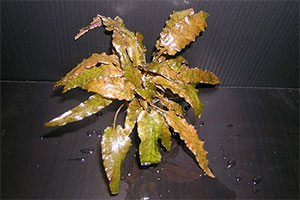 Wendtsche Wasserkelch (Cryptocoryne wendtii)