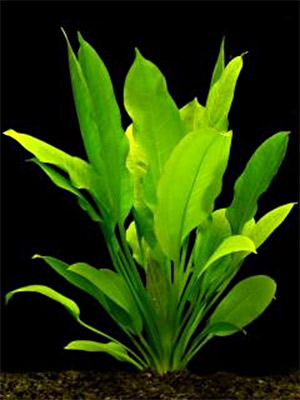 Grisebachs Schwertpflanze (Echinodorus grisebachii)