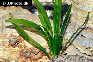 Osiris-Schwertpflanze (Echinodorus uruguayensis)