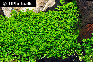 Kuba-Perlkraut (Hemianthus callichitroides)