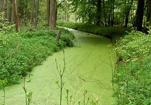 Kleine Wasserlinse