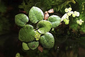 Südamerikanischet Froschbiss (Limnobium laevigatum)