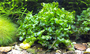 Indischer Wasserstern (Hygrophila difformis)