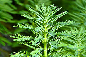 Brasilianisches Tausendblatt (Myriophyllum aquaticum)