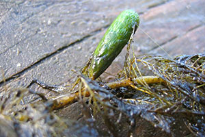 Quirliges Tausendblatt (Myriophyllum verticillatum)