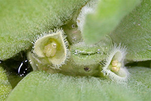 Wassersalat (Pistia stratiotes)