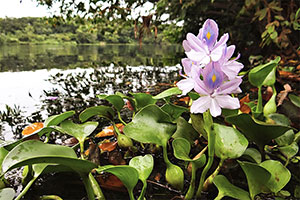 Dickstielige Wasserhyazinthe (Pontederia crassipes)