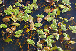 Schwimmendes Laichkraut (Potamogeton natans)