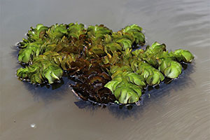 Rundblättriger Schwimmfarn (Salvinia auriculata)