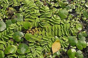 Gemeiner Schwimmfarn (Salvinia natans)