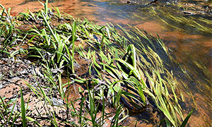 Riesen-Vallisnerie (Vallisneria americana)