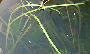 Vallisneria natans