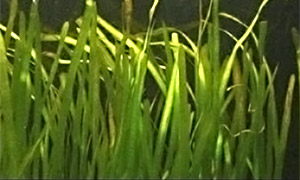 Gewöhnliche Wasserschraube (Vallisneria spiralis)