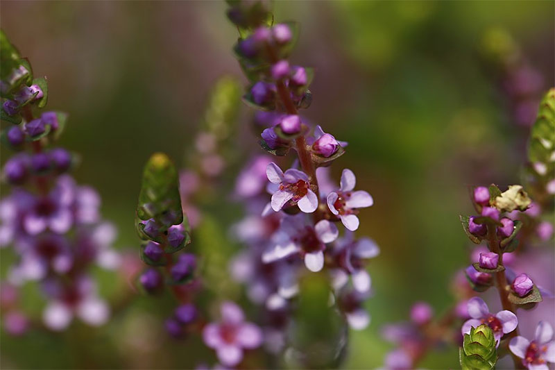 Rundblättrige Rotala(Rotala rotundifolia) Fischlexikon