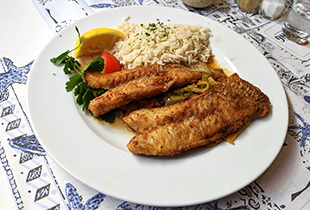 Copyright by Jürgen Westhauser (Fischlexikon.eu)