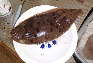 Urheber:Peter van der Sluijs - Lizenz:CC BY-SA 3.0 unported