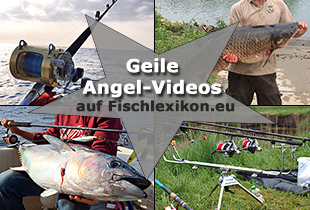 Videos auf Fischlexikon.eu